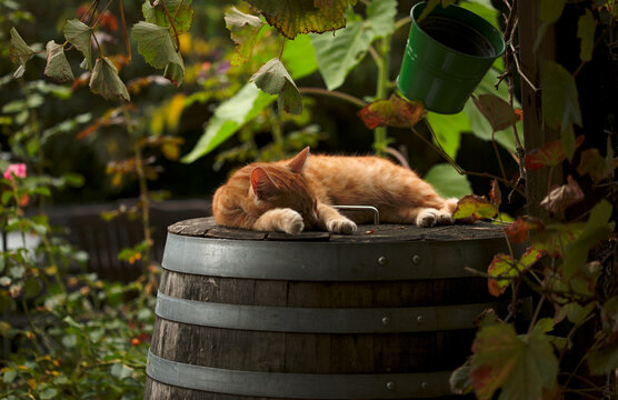 Katze auf Weinfass