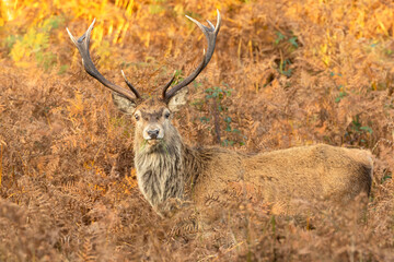 Red Deer stag,  Scientific name: Cervus elaphus.   Magnificent Red Deer Stag in Autumn,  facing front and stood in golden bracken fronds,  facing front. Close up. Rahoy Estate, Scottish Highlands.