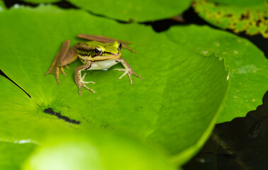 Close-up shot, one green frog sitting on a lotus leaf in natural water lily pond garden, looks at camera, fertile tropical ecology environment, wet swamp amphibian animal wildlife behavior in summer.