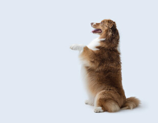 Cute dog standing on its hind legs