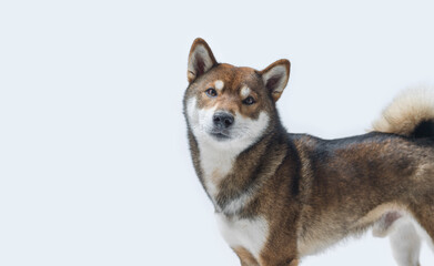 Cute Japanese Shiba Inu dog