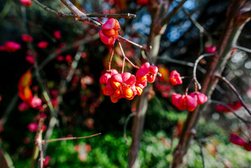 2023 12 27 Lecco Euonymus europaeus 22