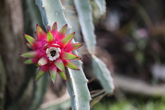 Pittaya Flower, Closeup Nature Photography