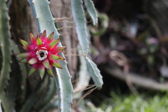 Pittaya Flower, Closeup Nature Photography