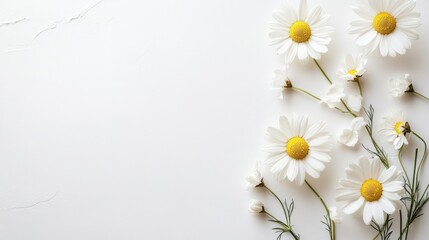 Obraz premium Camomile flowers on the white background