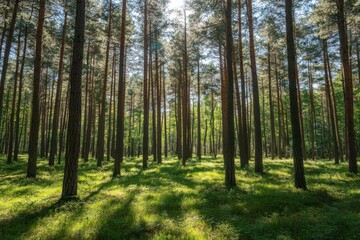 forest in the morning with sun behind