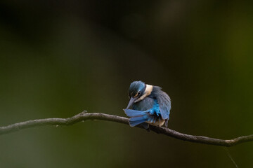 Sacred Kingfisher pruning it's feathers with a dark green background