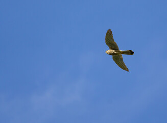 Lesser kestrel or common kestrel (Falco tinnunculus) with brown feathers in flight against a deep blue sky in Vienna, Austria