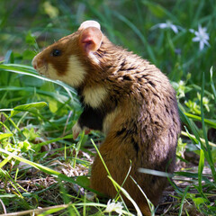 Closeups of Brown and white european hamster (or black-bellied hamster, Cricetus cricetus) in green meadow grass