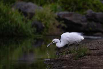 Great Egret Close Up with breeding feathers. The bird is standing by water with a fish in it's back. This Images has a dark background.