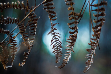 Vue rapprochée de feuilles de fougère marrons, dans un décor aux couleurs froides