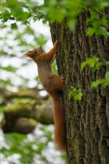 Cute Eurasian Red Squirrel (Sciurus vulgaris) climbing up an old tree