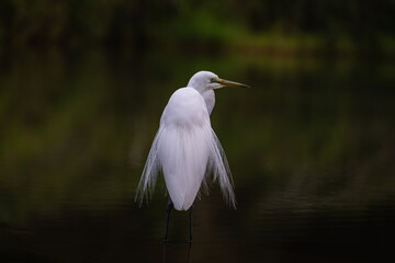 Egret with breeding feathers - Australian Great Egret