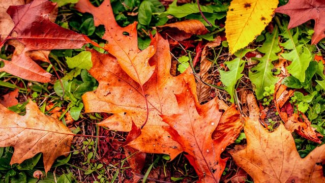 Herbst Blatt
Autumn Leaf
Fall