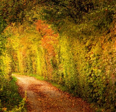 Herbst B&auml;ume
Autumn Trees
Fall