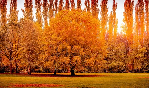 Herbst B&auml;ume
Autumn Trees
Fall
