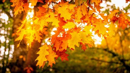 Herbst Blatt
Autumn Leaf
Fall