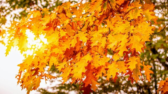 Herbst Blatt
Autumn Leaf
Fall