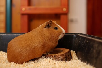 the guinea pig is waiting to be fed in the bowl