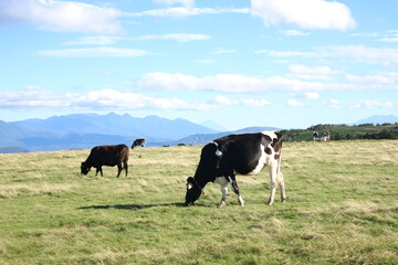 青空と草原の中で草を食む牛