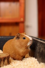 the guinea pig is waiting to be fed in the bowl