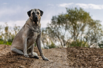 A beautiful photo of a Kangal dog sitting at the edge of a forest path, with the blue sky in the background.