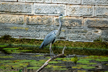 Graureiher auf Ast vor Steinmauer
