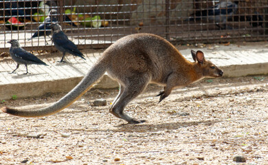 A kangaroo is running in a zoo enclosure with a flock of birds © schankz