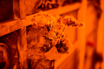 2023 12 31 Milano flowers 18