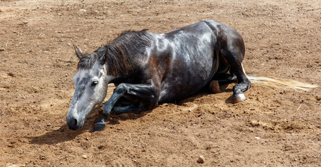 The horse is lying on the ground