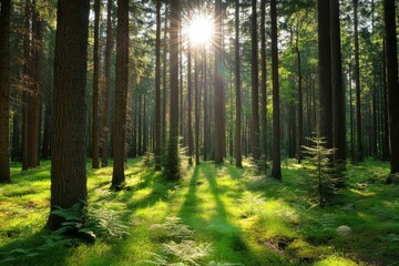 Fototapeta premium sun rays in the forest soil through tree