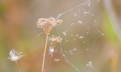 A spider web is covering a plant with a brown flower