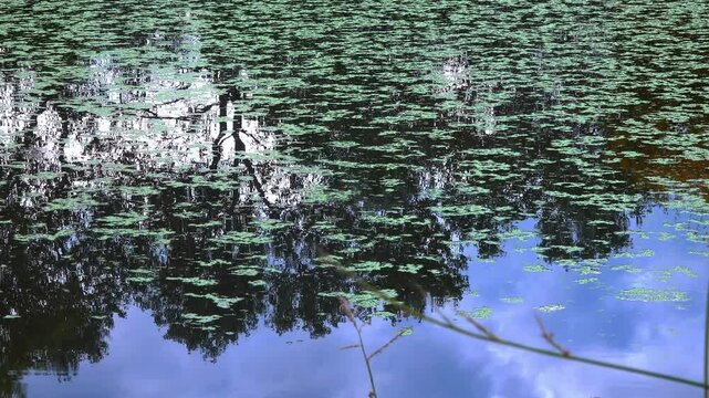 Reflection of trees in the water of a lake, on which aquatic plants Duckweed and Piscia float