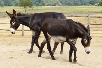 portrait of two brown catalan donkeys