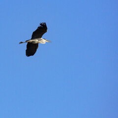 Great grey heron flying by