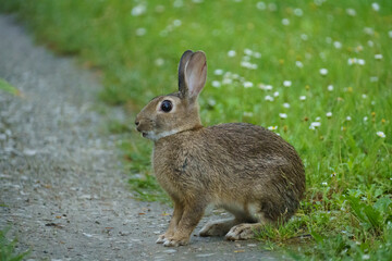 Adorable and funny looking small rabbit