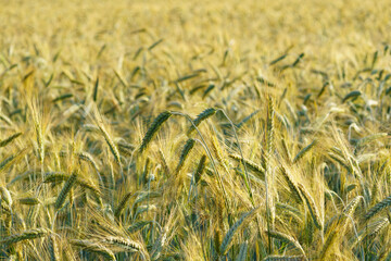 View on a wheat field ripe and golden glowing