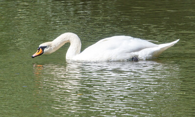 Fototapeta premium A swan is swimming in a pond