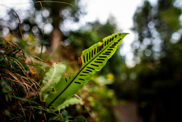 2024 01 01 Varenna Asplenium scolopendrium 10
