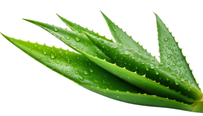 Fresh aloe vera leaves with water droplets on a white isolated background transparent