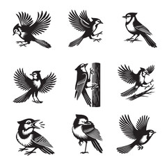 Collection of Canada jay Vector illustration - Cute Grey jay Bird Silhouette Design
