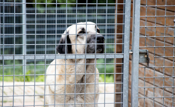 Hund im Tierheim hinter gittern, trauriger Blick