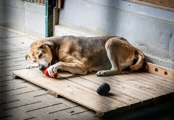 Hund liegt auf Holzpritsche und spielt mit rotem Ball