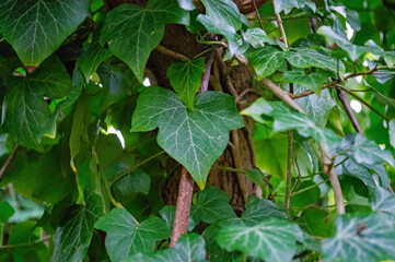 Nahaufnahme von frischen Efeublättern