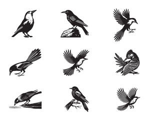 Obraz premium Collection of Clark's nutcracker Vector illustration - Cute Clark's crow Bird Silhouette Design