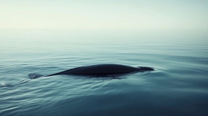 Fototapeta premium A whale swims just below the surface of the water, with its dorsal fin showing.