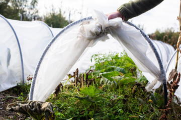 Row Cover Installation, Protecting Crops with Row Covers