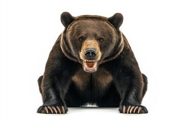 Fototapeta premium Fierce full length portrait of an angry crouching bear isolated on a white background isolated