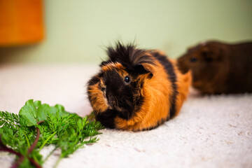 Adorable Guinea Pig Enjoying Fresh Greens, couple of guinea pigs