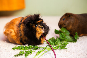 Adorable Guinea Pig Enjoying Fresh Greens, couple of guinea pigs